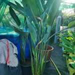 Strelitzia reginae – Papagájvirág 12 literes cserépben 100cm+