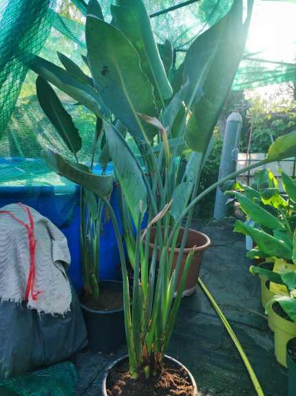 Strelitzia reginae – Papagájvirág 12 literes cserépben 100cm+