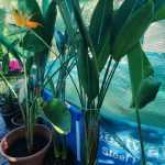 Strelitzia reginae – Papagájvirág 15 literes cserépben 120cm+ virágos
