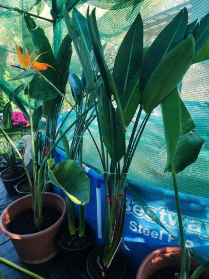 Strelitzia reginae – Papagájvirág 15 literes cserépben 120cm+ virágos