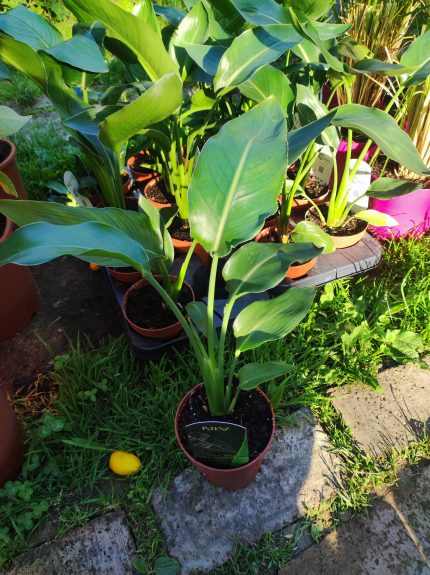Strelitzia reginae – Papagájvirág 12cm-es cserépben