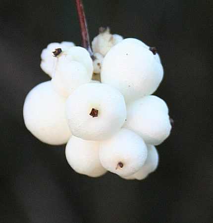 Symphoricarpos albus - Fehér hóbogyó