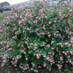 Symphoricarpos chenaultii 'Hancock' - Talajtakaró hóbogyó