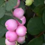 Symphoricarpos x doorenbosii 'Magic Berry' - Rózsaszín hóbogyó