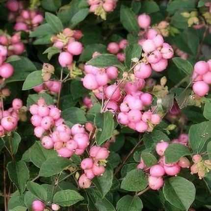 Symphoricarpos x doorenbosii 'Mother of Pearl' -