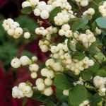 Symphoricarpos x doorenbosii 'White Hedge' - Fehér hóbogyó