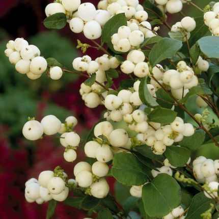 Symphoricarpos x doorenbosii 'White Hedge' - Fehér hóbogyó