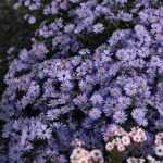 Symphyotrichum (korábban Aster) cordifolium 'Little Carlow' (Őszirózsa)