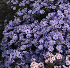 Symphyotrichum (korábban Aster) cordifolium 'Little Carlow' (Őszirózsa)