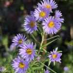 Symphyotrichum (korábban Aster) × amethystinum 'Freiburg' (Kisvirágú őszirózsa)