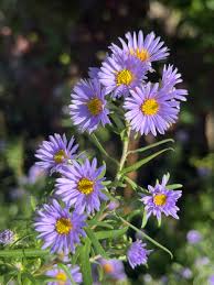 Symphyotrichum (korábban Aster) × amethystinum 'Freiburg' (Kisvirágú őszirózsa)