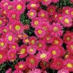 Symphyotrichum (korábban Aster) dumosum 'Jenny' (Törpe őszirózsa)