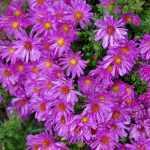 Symphyotrichum (korábban Aster) dumosum 'Kassel' (Törpe őszirózsa)