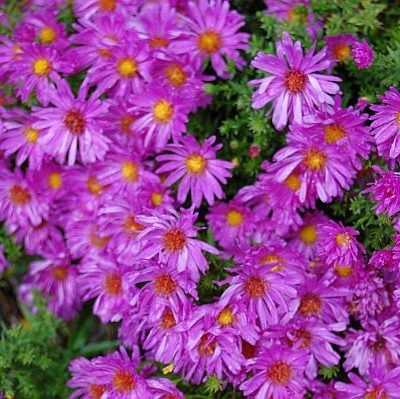 Symphyotrichum (korábban Aster) dumosum 'Kassel' (Törpe őszirózsa)