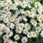 Symphyotrichum (korábban Aster) dumosum 'Kristina' (Törpe őszirózsa)