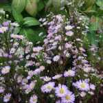 Symphyotrichum (korábban Aster) ericoides 'Esther' (Őszirózsa)