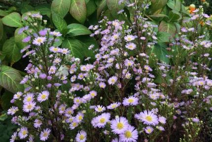 Symphyotrichum (korábban Aster) ericoides 'Esther' (Őszirózsa)