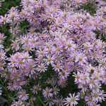 Symphyotrichum (korábban Aster) ericoides 'Pink Cloud' (Tűlevelű őszirózsa)