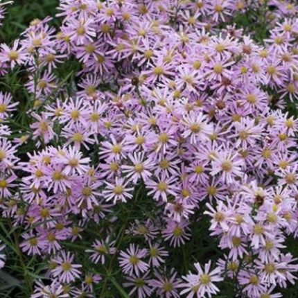 Symphyotrichum (korábban Aster) ericoides 'Pink Cloud' (Tűlevelű őszirózsa)