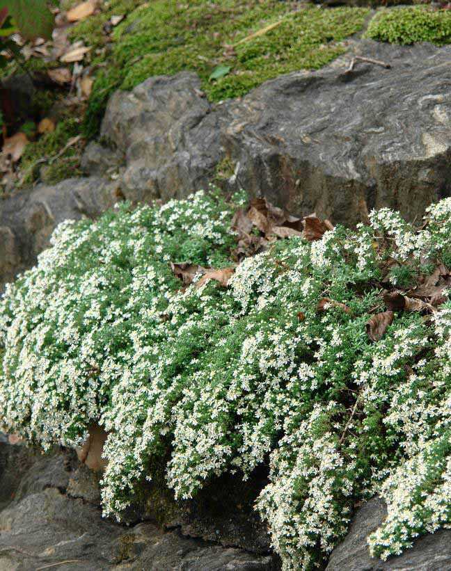 Symphyotrichum (korábban Aster) ericoides 'Snowflurry' (Tűlevelű őszirózsa)