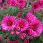 Symphyotrichum (korábban Aster) novae-angliae 'Andenken Alma Pötschke' (Mirigyes őszirózsa)