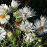 Symphyotrichum (korábban Aster) novae-angliae 'Herbstschnee' (Mirigyes őszirózsa)