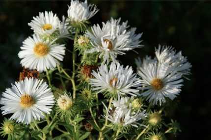 Symphyotrichum (korábban Aster) novae-angliae 'Herbstschnee' (Mirigyes őszirózsa)