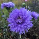 Symphyotrichum (korábban Aster) novi-belgii 'Marie Ballard' (Kopasz őszirózsa)