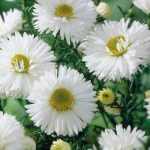 Symphyotrichum (korábban Aster) novi-belgii 'White Ladies' (Kopasz őszirózsa)