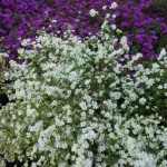 Symphyotrichum (korábban Aster) pilosum var. pringlei 'Monte Cassino' (Őszirózsa)