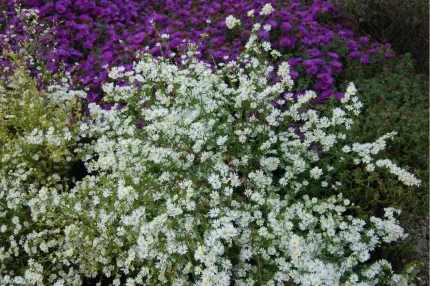 Symphyotrichum (korábban Aster) pilosum var. pringlei 'Monte Cassino' (Őszirózsa)