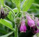 Symphytum Officinale - Fekete nadálytő kerti tavi növény