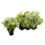 Syngonium WHITE BUTTERFLY