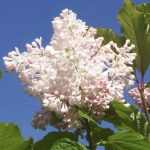 Syringa 'Agnes Smith' - Kanadai orgona