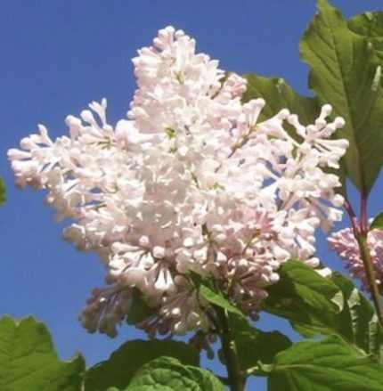 Syringa 'Agnes Smith' - Kanadai orgona
