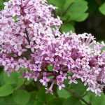 Syringa 'Red Pixie' - Törpe rózsaszín orgona