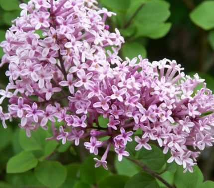 Syringa 'Red Pixie' - Törpe rózsaszín orgona