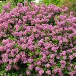 Syringa meyeri 'Lillifee'® -