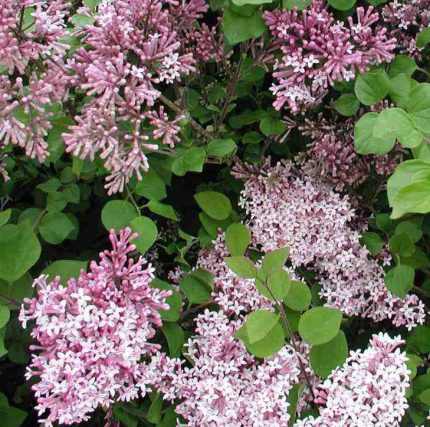 Syringa meyeri 'Palibin' - Lila virágú törpeorgona