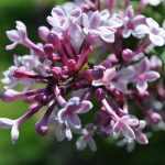 Syringa microphylla 'Superba' -