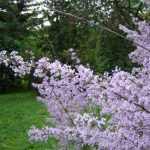 Syringa persicifolia 'Laciniata' -