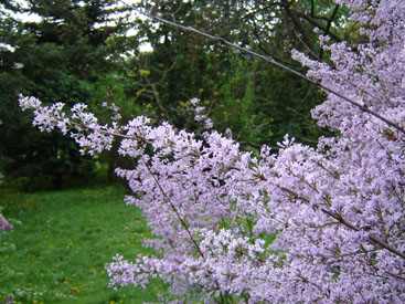 Syringa persicifolia 'Laciniata' -