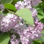 Syringa vulgaris - Közönséges orgona