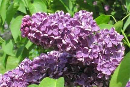 Syringa vulgaris 'Amethyst' -