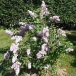 Syringa vulgaris 'Belle de Nancy' -