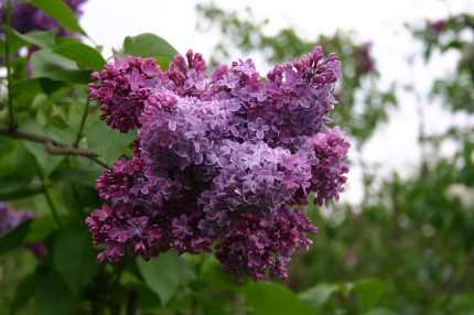 Syringa vulgaris 'Congo' -