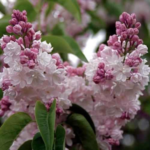 Syringa vulgaris 'Krassavica Moskvy' - Fehér-rózsaszín