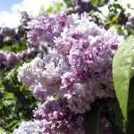 Syringa vulgaris 'Nadezhda' -