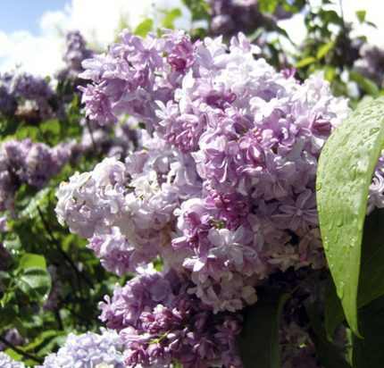 Syringa vulgaris 'Nadezhda' -
