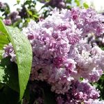 Syringa vulgaris 'Michel Buchner' – Közönséges orgona